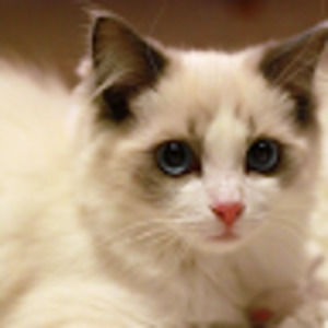 Meet your Posher, Cat